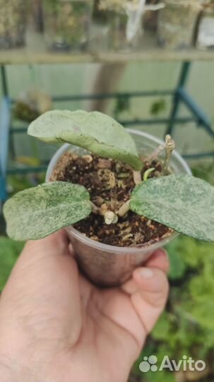 Хойя carnosa grey ghost