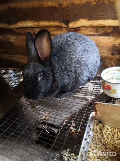 Кролики полтавское серебро