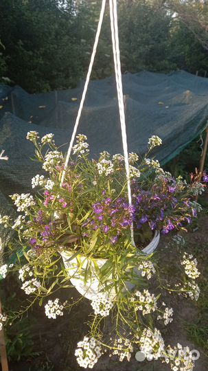 Комнатные цветы