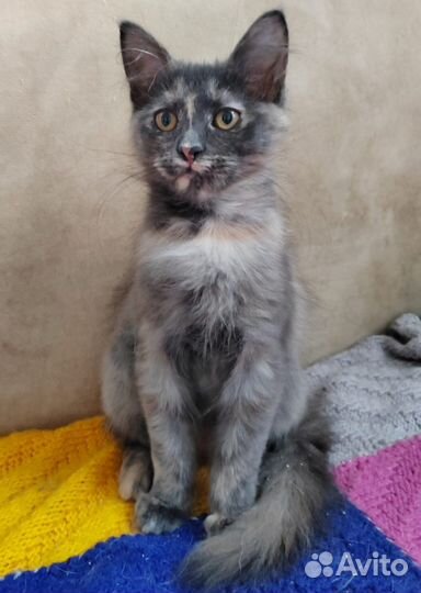 Пушистый котёнок в дар