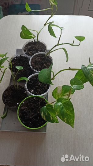 Сциндапсус золотистый