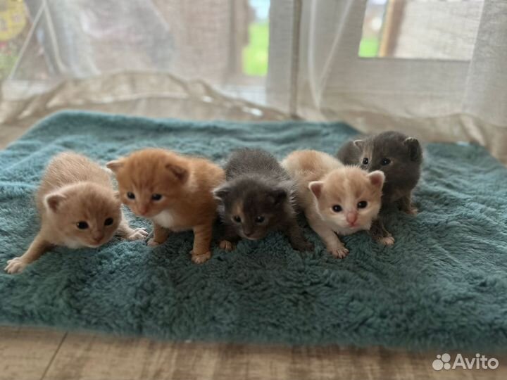 Котята в добрые руки