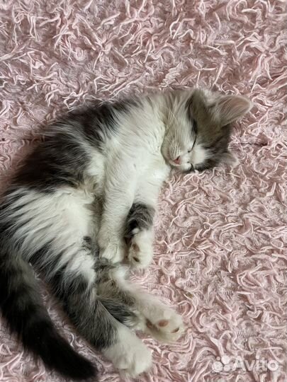 Котятки в добрые ручки