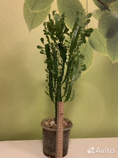 Кактус молочай