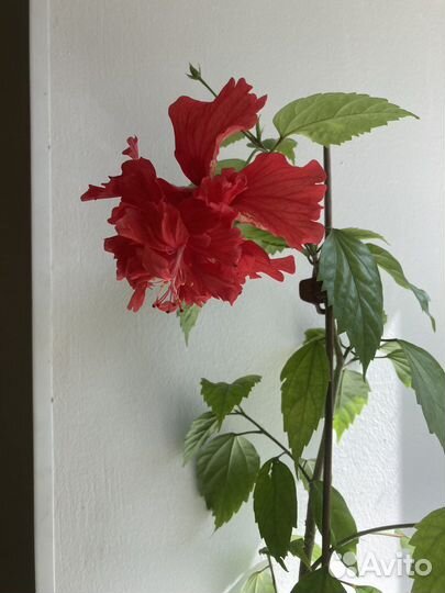 Гибискус сортовой Кровавая Мэри