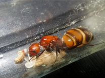 Саmроnоtus niсоbаrеnsis, раrius муравьи