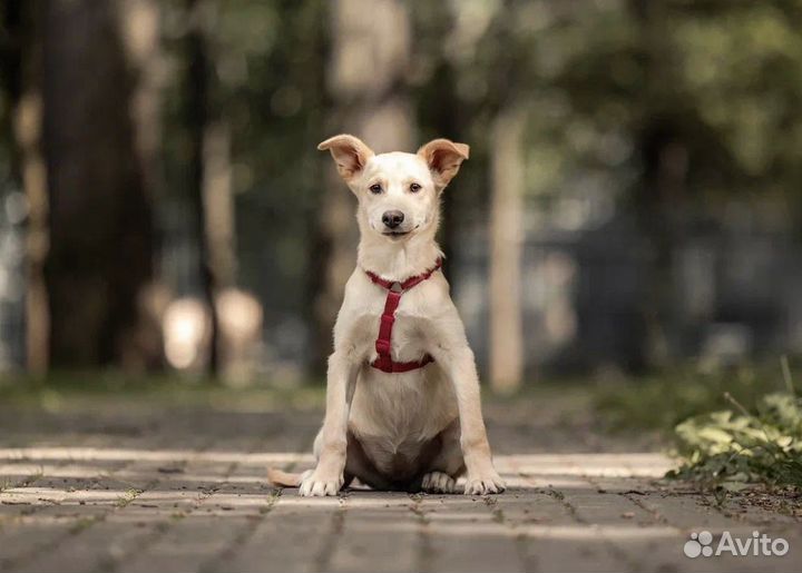 Щенок бесплатно в добрые руки