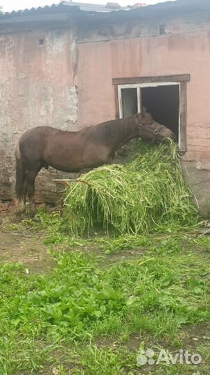 Лошадь(жеребенок)