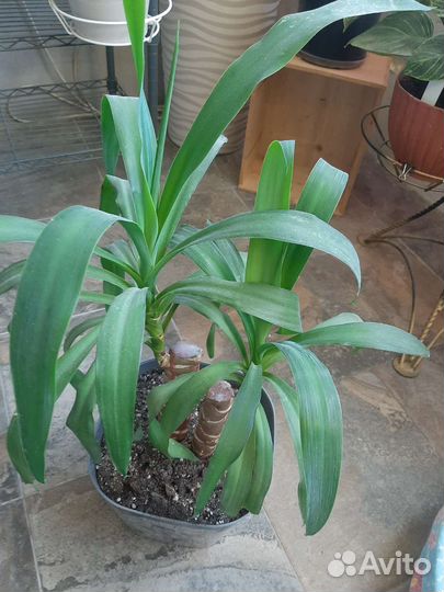 Пальма юкка