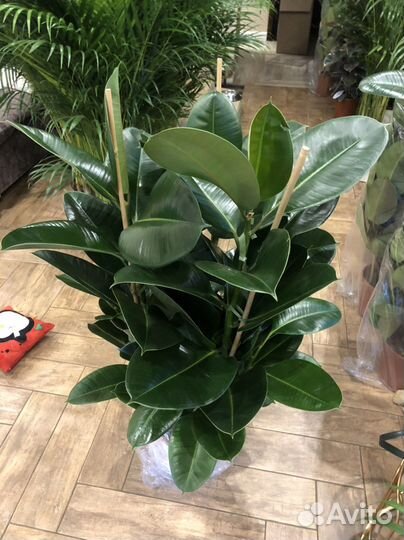 Фикус эластика робуста 110-120 см 3 ствола