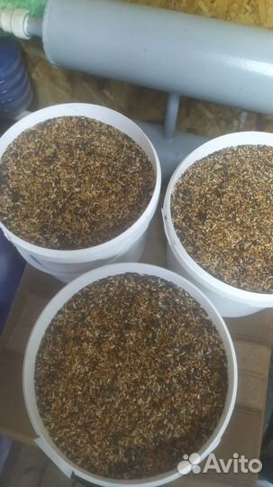 Корм для лесных певчих птиц