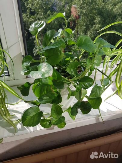 Сциндапсус, хлорофитум