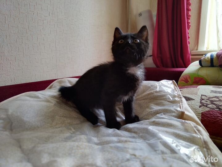 Котенок курильский бобтейл