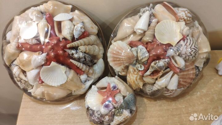 Набор ракушек