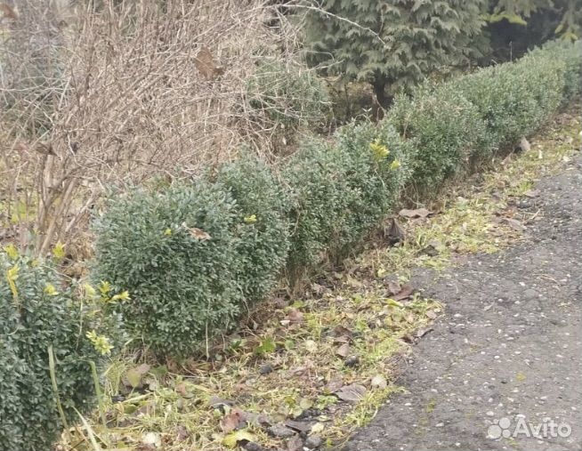 Самшит вечнозеленый