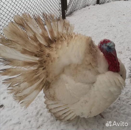 Индюки, петухи