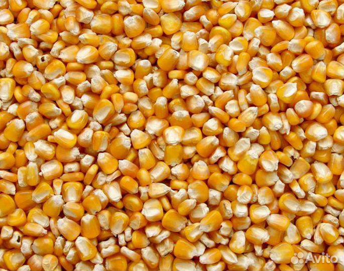 Пшеница ячмень овёс комбикорм, о горох, кукуруза