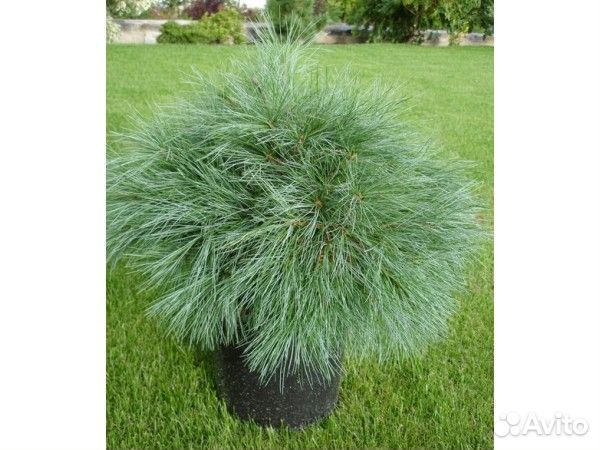 Сосна Блю Шег 30см