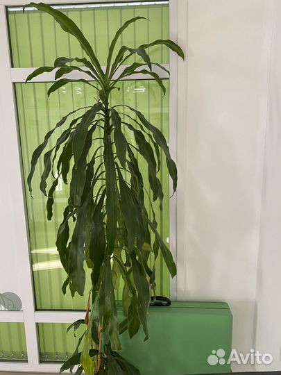 Пальма драцена