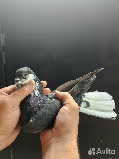 Голуби николаевской породы