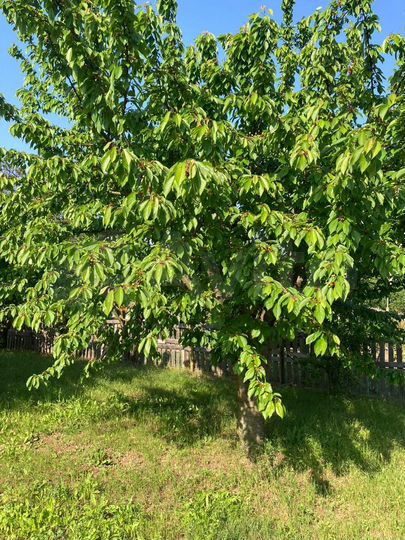 Участок 8 сот. (ИЖС)