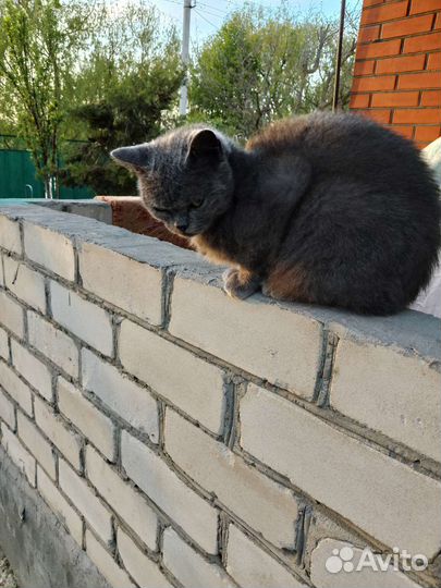 Молодая стерилизованная кошка