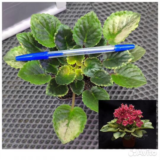 Фиалка Mac's Scorching Sun с бутонами