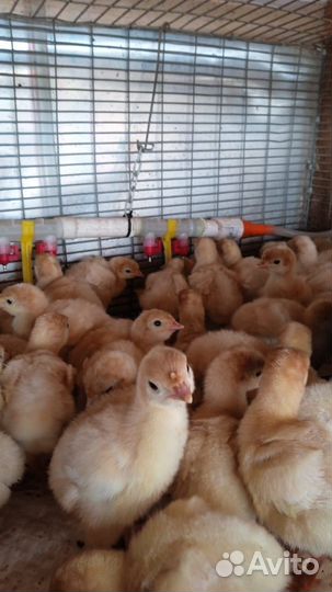 Продажа суточной и подрощенной птицы