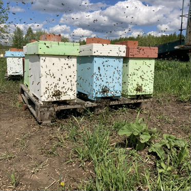 Пчелопакеты Карника