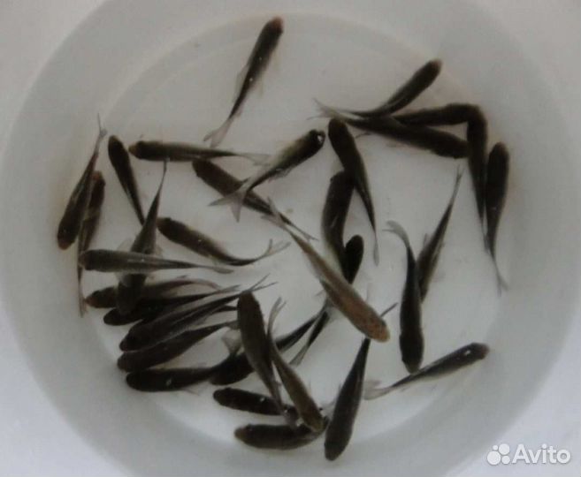 Живец карась