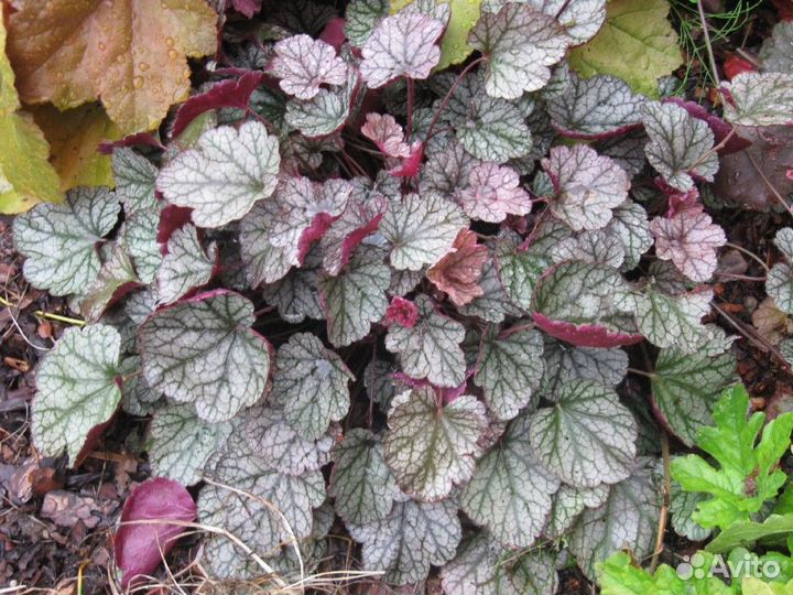 Гейхера Глиттер