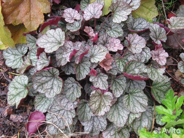 Гейхера Глиттер