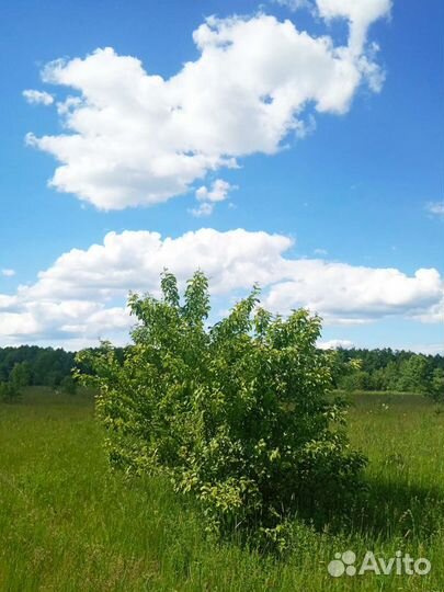 Лист Дикой Яблони ферментированный