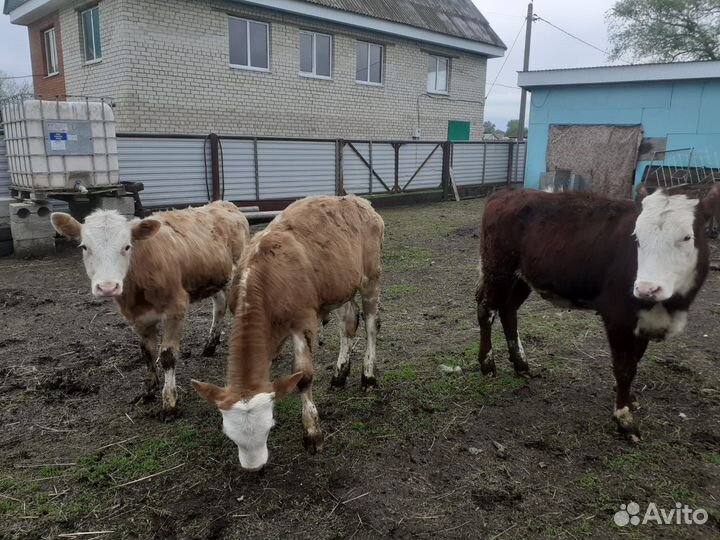 Телочки и бычки