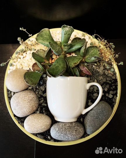 Минисад из суккулентов
