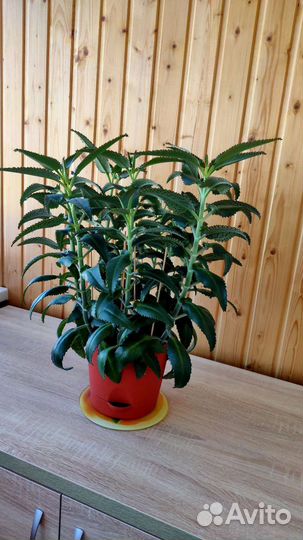 Калонхое 85 см с горшком