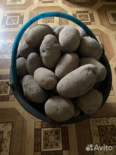 Картошка