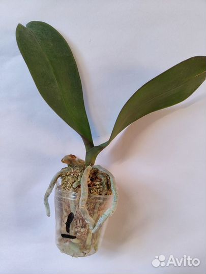 Орхидея фаленопсис крупноцвет