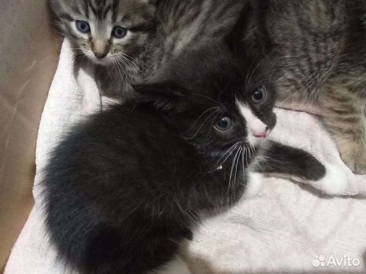 Кошки в добрые руки бесплатно