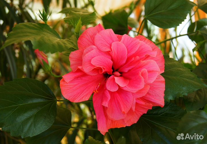 Комнатные растения для дома и офиса