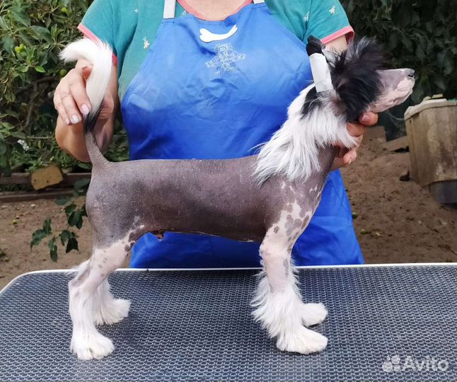 Китайская хохлатая голая