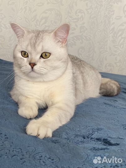 Британский кот Мэрс ждет свою принцессу