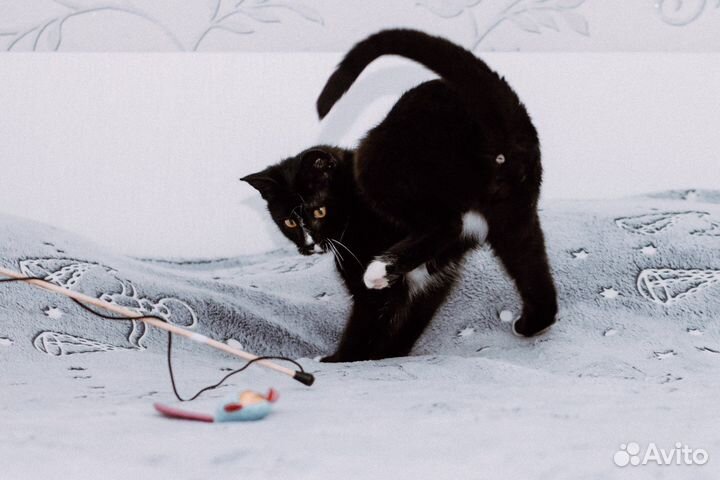 Котёнок в добрые руки