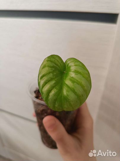 Монстеры, фикусы, филодендроны, циперус