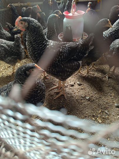 Петушки (на доращивание)