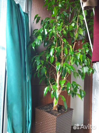 Цветок фикус Бенждамина