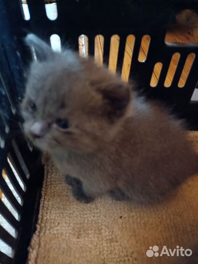 Русская голубая, котята