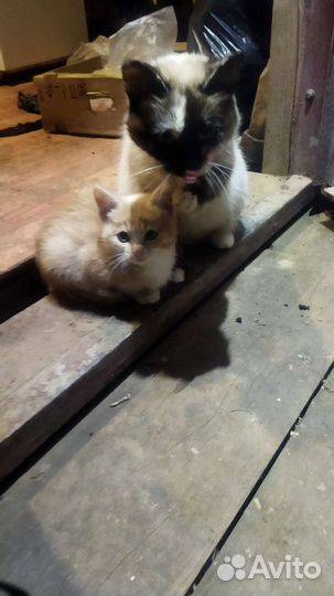 Котёнок, мальчик