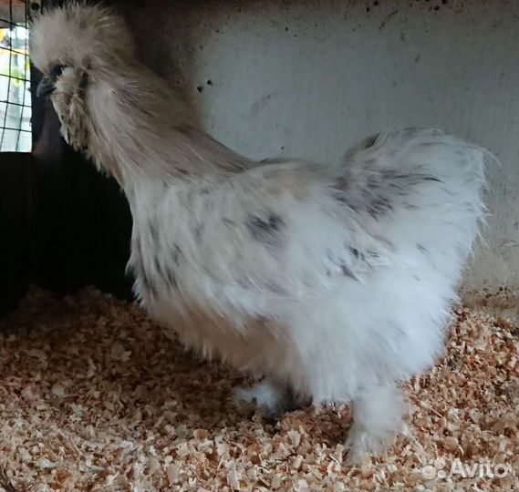 Китайская Шелковая Петухи молодые