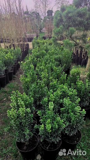 Купить самшит